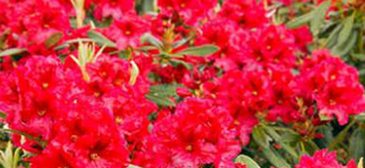 Kiskertekbe ajánljuk